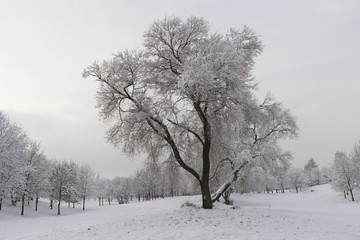 Frozen tree in early winter