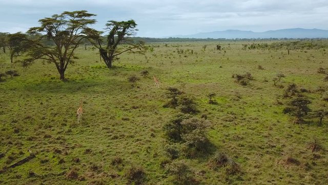 aerial view of wild giraffes in african savannah in lake Nakuru national park, Kenya
