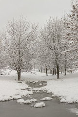 Frozen trees in early winter