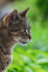Tabby cat, close up in garden, portrait with the green blurred background