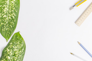 dieffenbachia leaf ( dumb cane), green leaves containing white spots and flechs, tropical foliage isolated on white background, with clipping path.