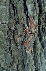 Just bark on a tree. Look at this photo from a distance and from different angles!  You will see something quite unusual