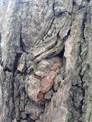 Just bark on a tree. Look at this photo from a distance and from different angles!  You will see something quite unusual