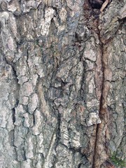 Just bark on a tree. Look at this photo from a distance and from different angles!  You will see something quite unusual