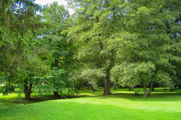 Obraz premium City park in summer, green trees and meadow, sunny day