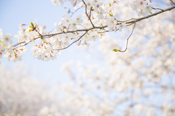 桜とコピースペース