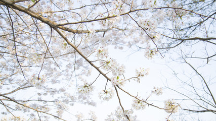 桜の季節