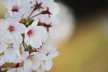さくら