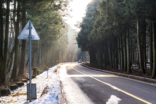 saryeoni forest japanese cedar road