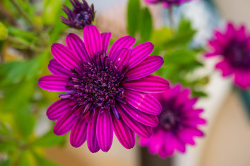 Obraz premium flores margaritas color morado