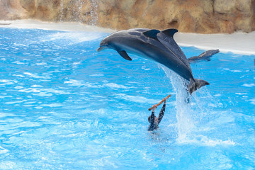 dolphins in the aquarium close-up