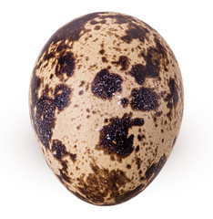 One quail egg