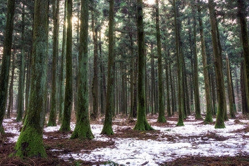 saryeoni cedar tree forest in winter