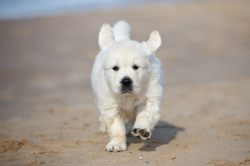 golden retriever puppy running on sand