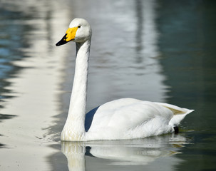 cisne