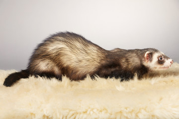 Cute standard color ferret male portrait in studio