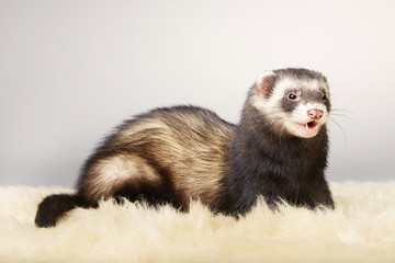 Cute standard color ferret male portrait in studio