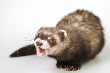 Pretty ferret portrait in studio
