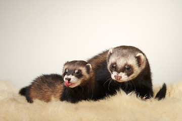 Pretty standard color ferret couple portrait in studio