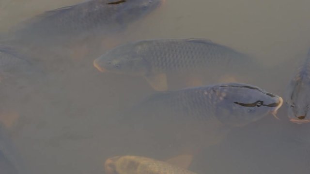 Lots of Carp swimming at top of Water in a muddy pond