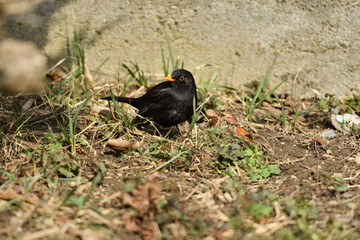 Blackbird thrush watching in the grass 
