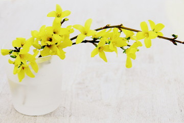 branche fleurie de forsythia,décoration 