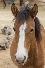 Obraz na płótnie Canvas Close Up Portrait of a Wild Horse in Arizona