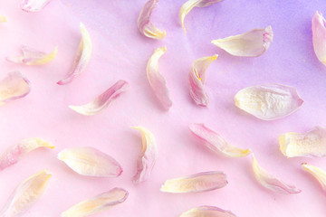 Fototapeta na wymiar Tender pink tulip petals on the purple gradient color background. Postcard background. Pattern made of tulip petals. Flat lay, top view.
