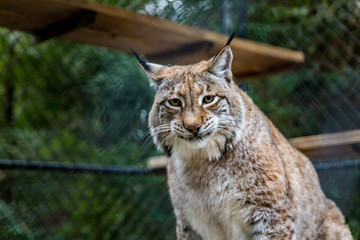 Wild American bobcat in a cage at a sanctuary