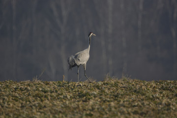 cranes on the field