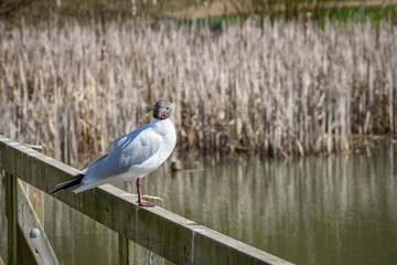Black headed gull perched on a wooden fence post