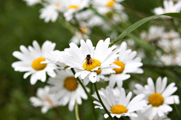 Lot of beautiful wild field chamomile flowers with white petals on meadow in summer day