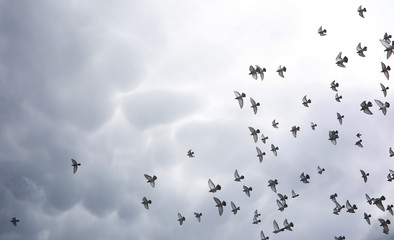 Rain clouds in the sky and a flock of pigeons. The religious con