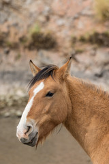 Close Up Portrait of a Wild Horse in Arizona