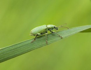 beetle