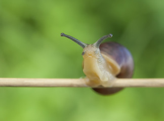 snail