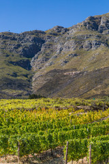 A Scenic South African Vineyard