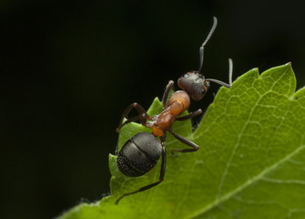 ant