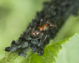 ant
