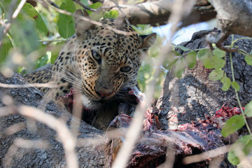 Close up of Leopard in tree chewing on A Kill