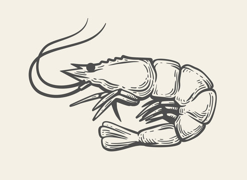 Prawn Or Shrimp Vector