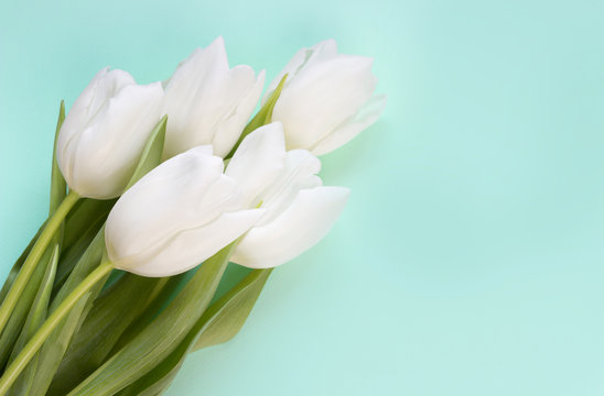 White tulips on blue  background.spring flowers ,template for greeting cards