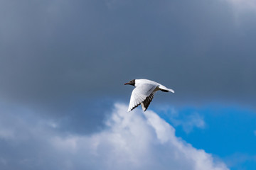 Black headed seagull in flight with grey cloud back drop