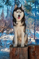 Portrait siberian husky sitting on stump in winter forest.