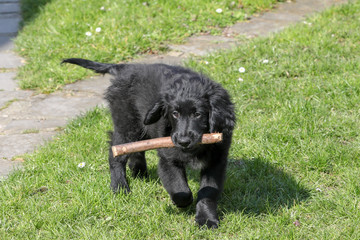Obraz premium A young dog in a garden