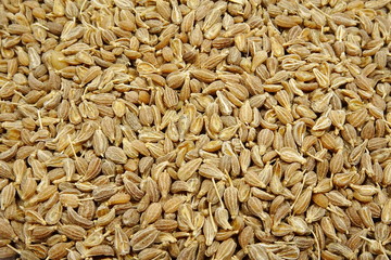 Anise seeds spice (Pimpinella anisum)