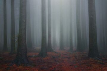 Naklejka premium foggy fantasy dreamy forest