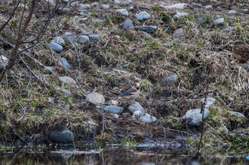 Male Eurasian common blackbird sitting on the ground