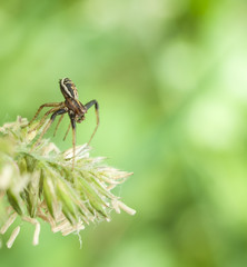 spider