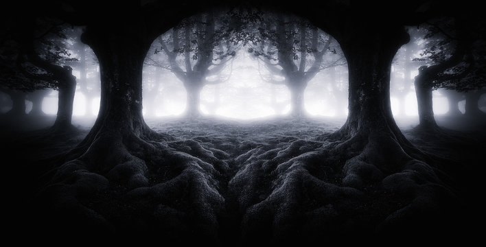 Fototapeta Scary dark forest with tree roots